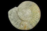 Ammonite (Orthosphinctes) Fossil - Germany #125875-1